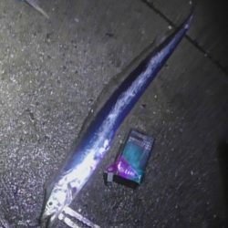 太刀魚好調です